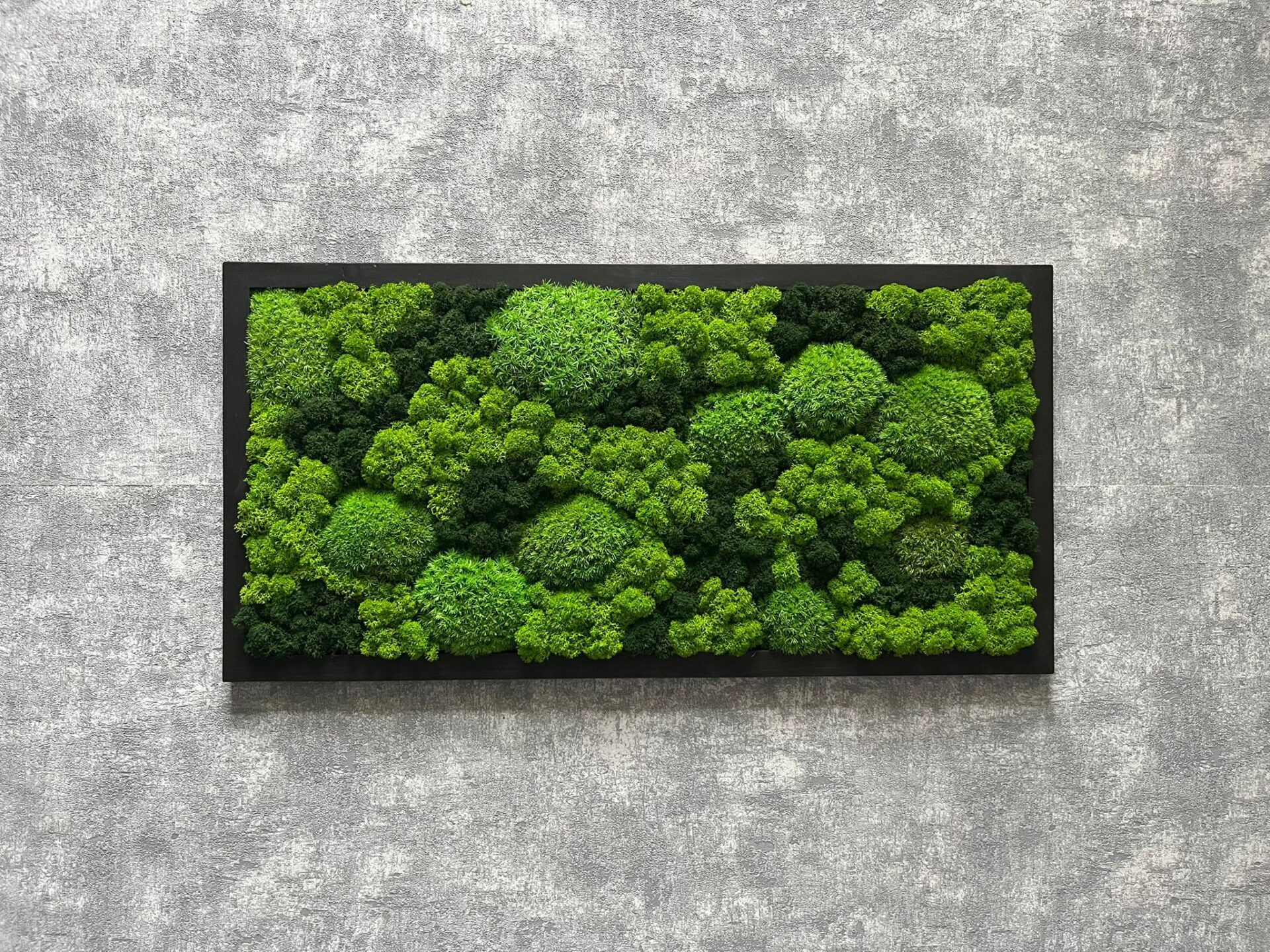 MECHOVÝ OBRAZ 60X30 - kopečkový a sobí mech