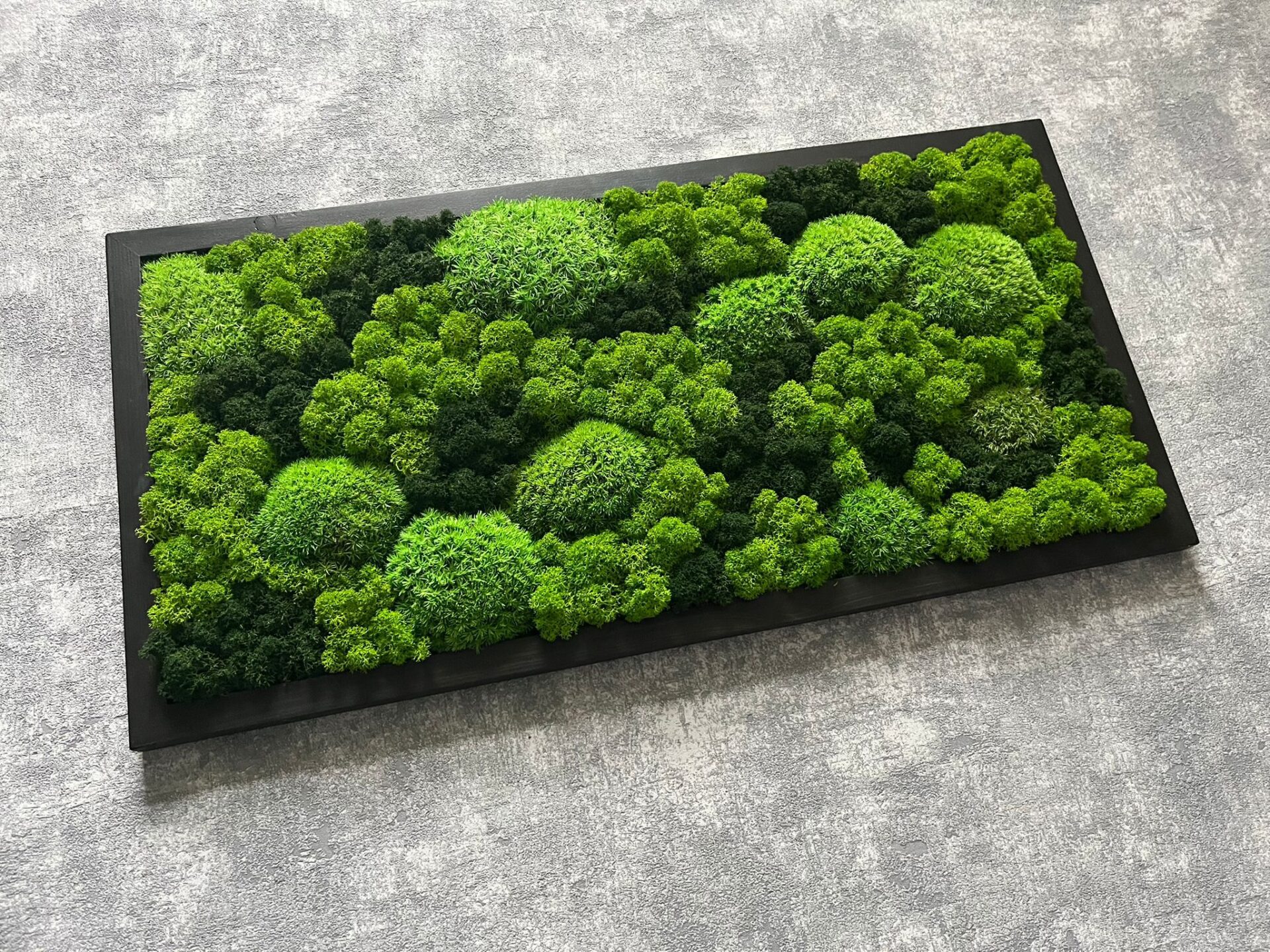 MECHOVÝ OBRAZ 60X30 - kopečkový a sobí mech - Image 2