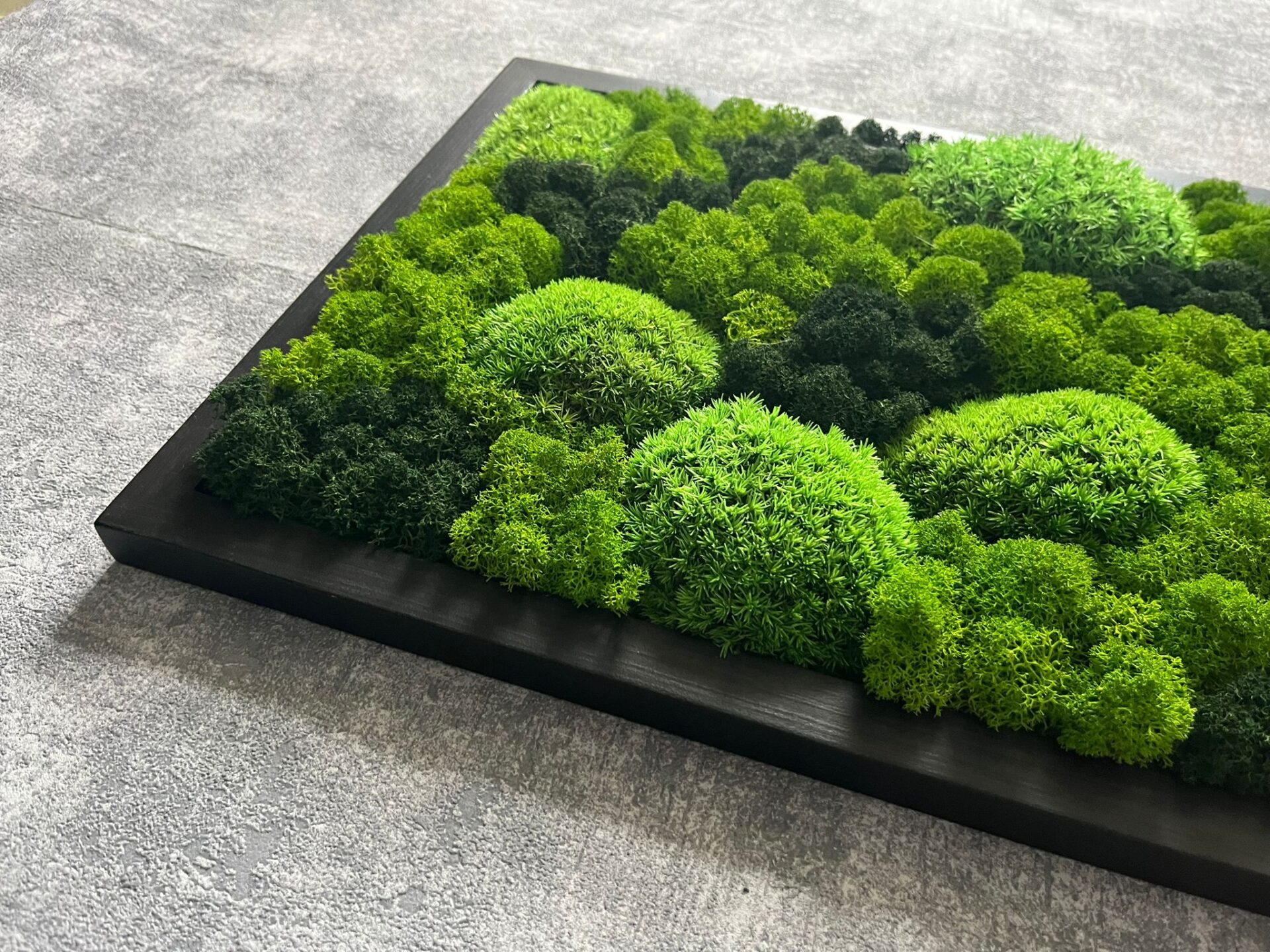 MECHOVÝ OBRAZ 60X30 - kopečkový a sobí mech - Image 3