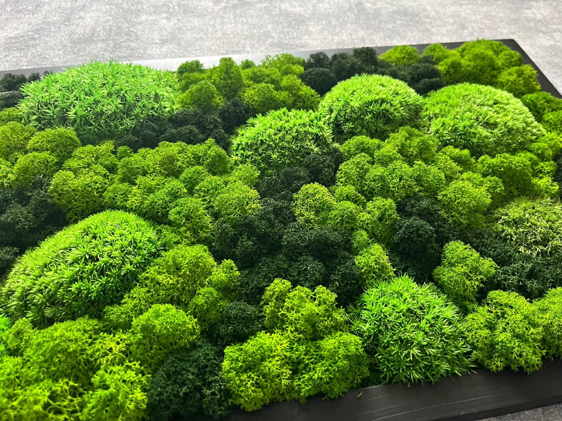 MECHOVÝ OBRAZ 60X30 - kopečkový a sobí mech - Image 4