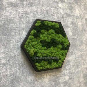 MECHOVÝ OBRAZ - hexagon 26x26cm sobí mech